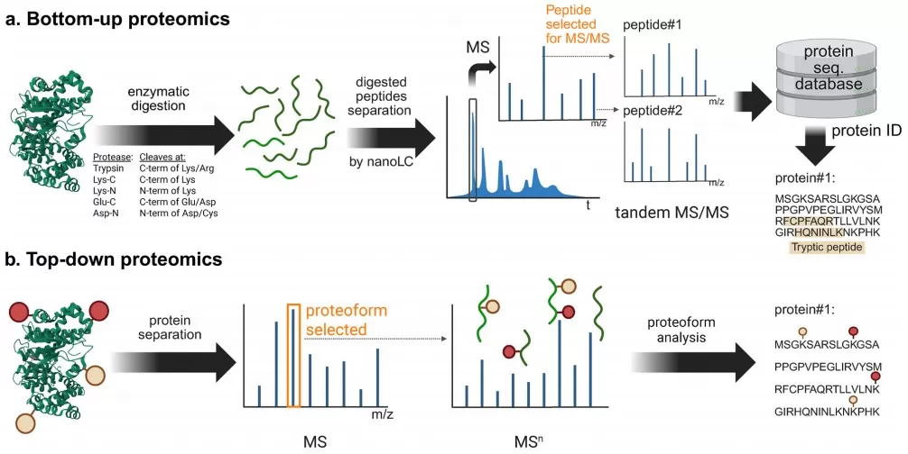 Figure 2. Comparison of bottom-up and top-down proteomics workflows for LC–MSMS analysis. Figure 2. Comparison of bottom-up and top-down proteomics workflows for LC–MSMS analysis.